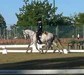 Poldros lusitano de 4 anos