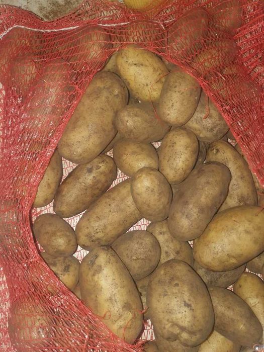 Ziemniaki Queen Anne jadalne i wielkość "sadzeniak", pod kontrolą