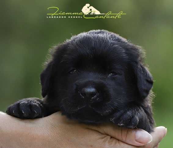 Щенки породы лабрадор!