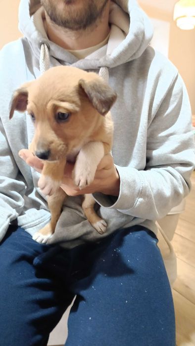 Oddam szczeniaki suczki w dobre ręce