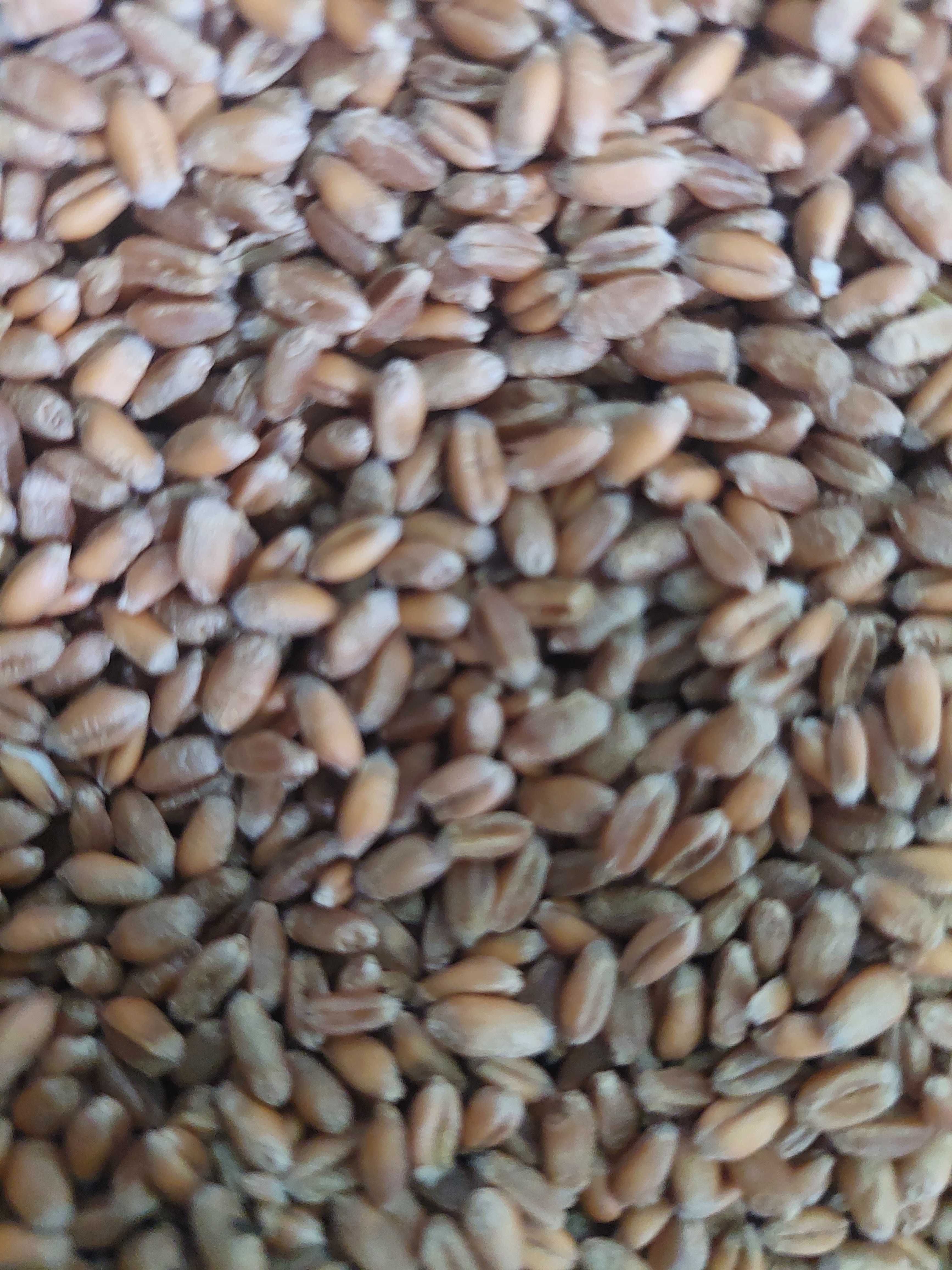 Продам пшеницю та кукурузу суху
