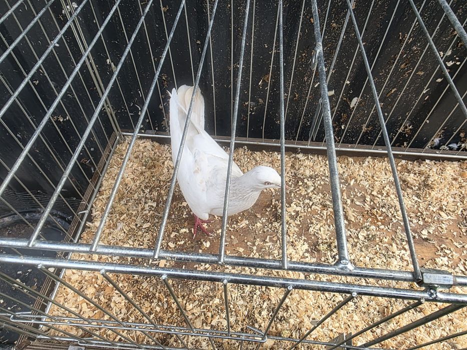 Samczyk perłowy masłowe sercowy