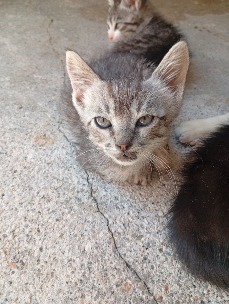 Gatinho com 2 meses para adopção
