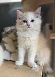 Teqilla kotka szylkretka Ragdoll