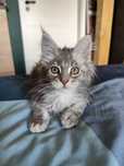 Niebieski kocurek Maine Coon