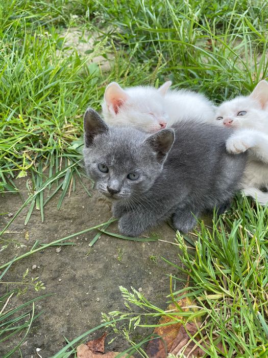 Милі кошенята шукають дім. В хороші руки