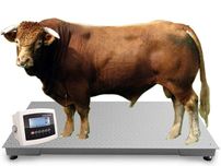 Waga Inwentarzowa do ważenia Bydła Żywca Krów 1,0x2,2 5T 5000kg