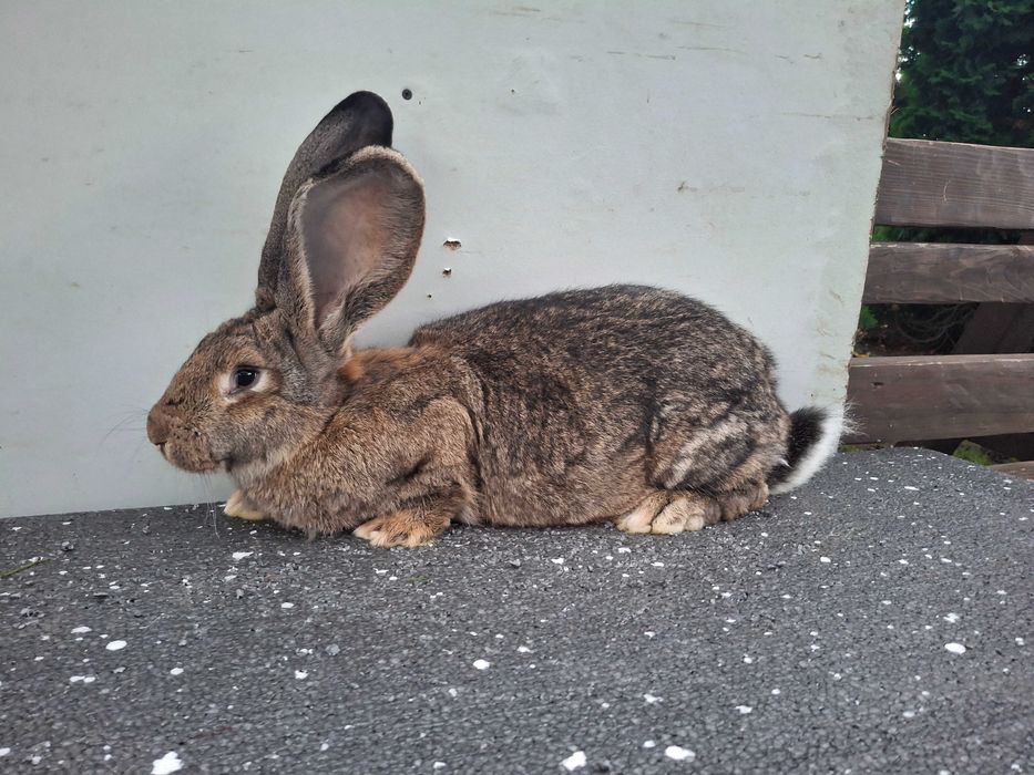 Kroliki samice Belgijskie