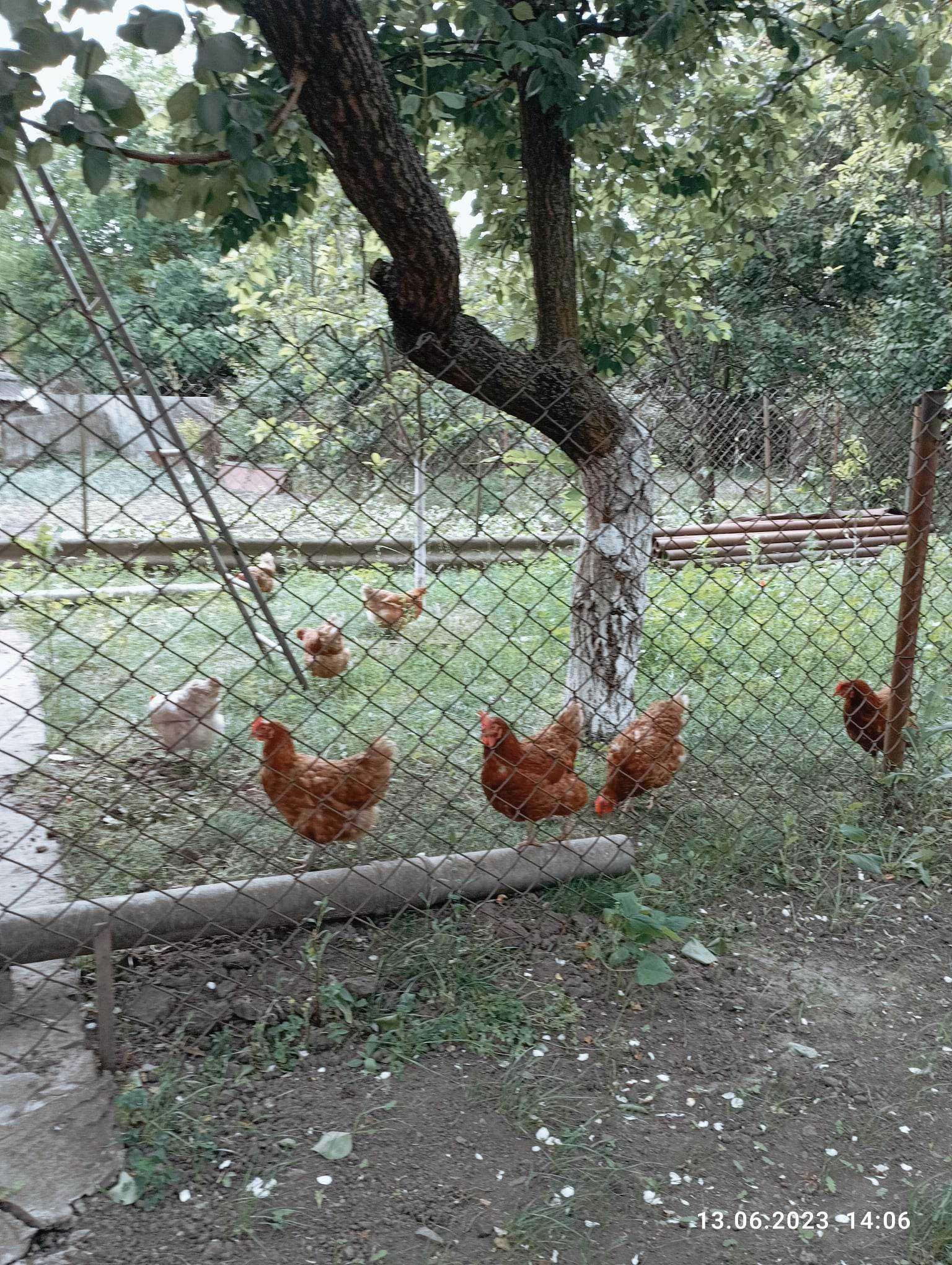 сдам дом, жилье, посуточно