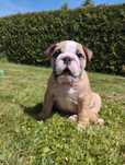Buldog angielski FCI piesek