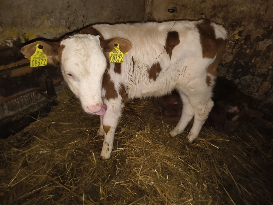 Sprzedam byczki i jalowki