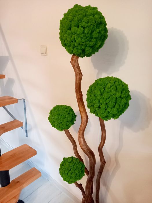 Duże Drzewko Bonsai.1,5m. z mchu chroboteka. Mech  Reniferowy.