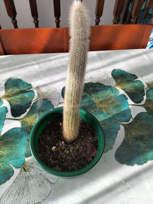 Planta Espostoa de 33cm