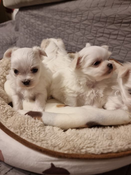 Maltańczyk szczeniak