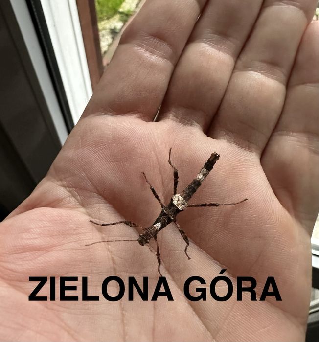 Straszyki filipińskie Zielona Góra 6szt +2szt gratis !