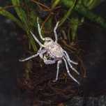 Mikro krab kraby