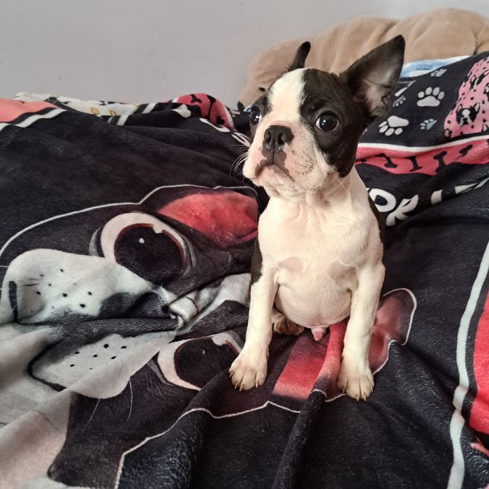 Boston terrier malutki piesek FCI