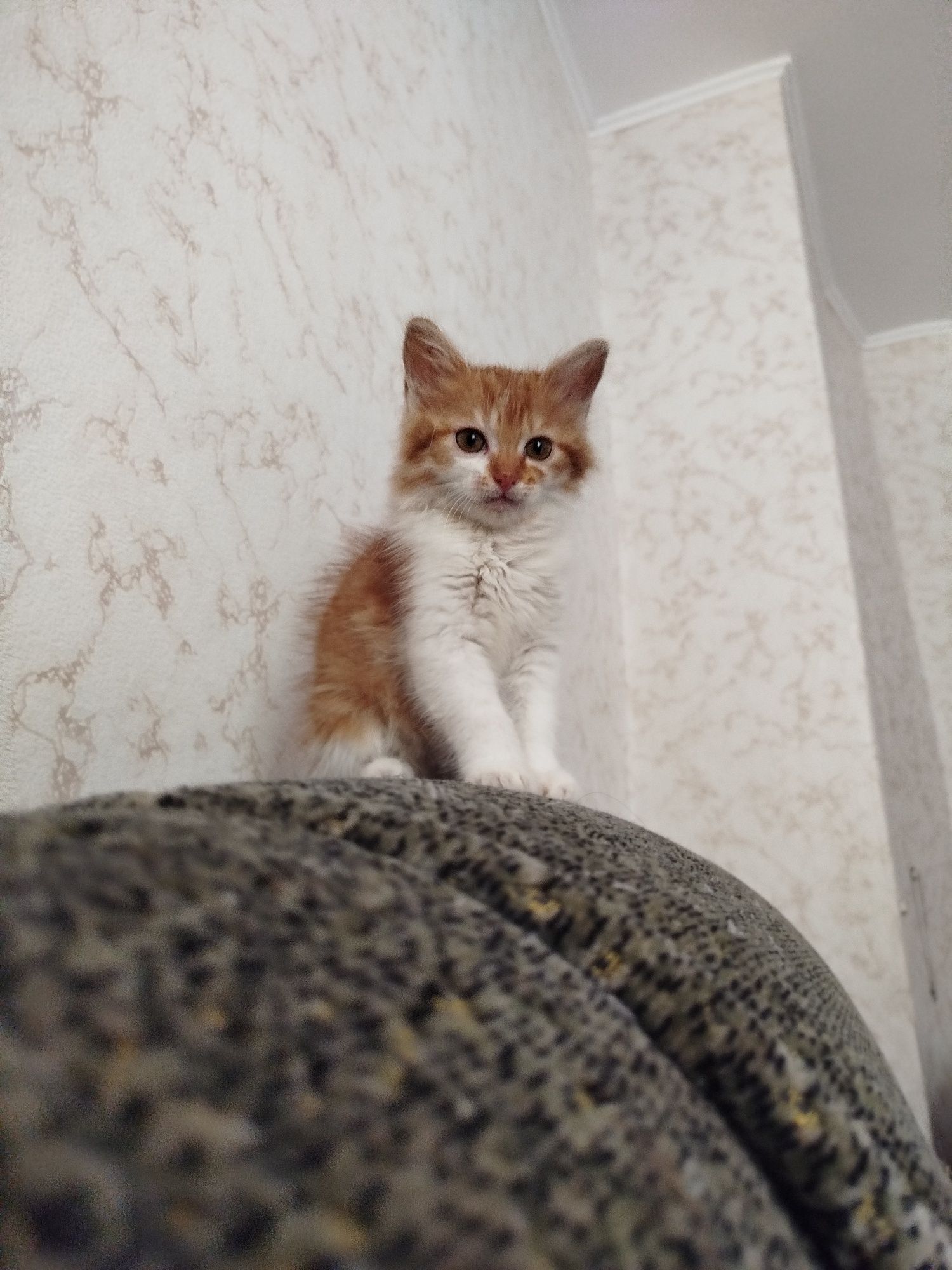 Віддамо кошенят в хороші руки