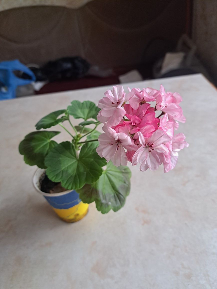 Сортовая зональная герань