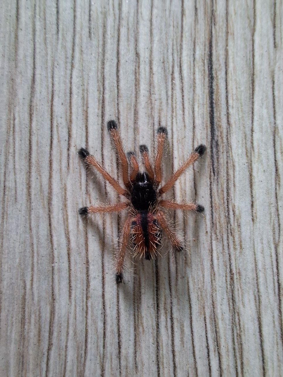 Avicularia Boa Vista L3 - ptasznik Avi