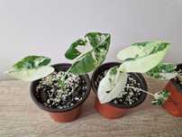Alokazja Frydek Variegata