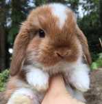 Mini lop królik miniaturowy baranek miniaturka teddy z dowozem na już
