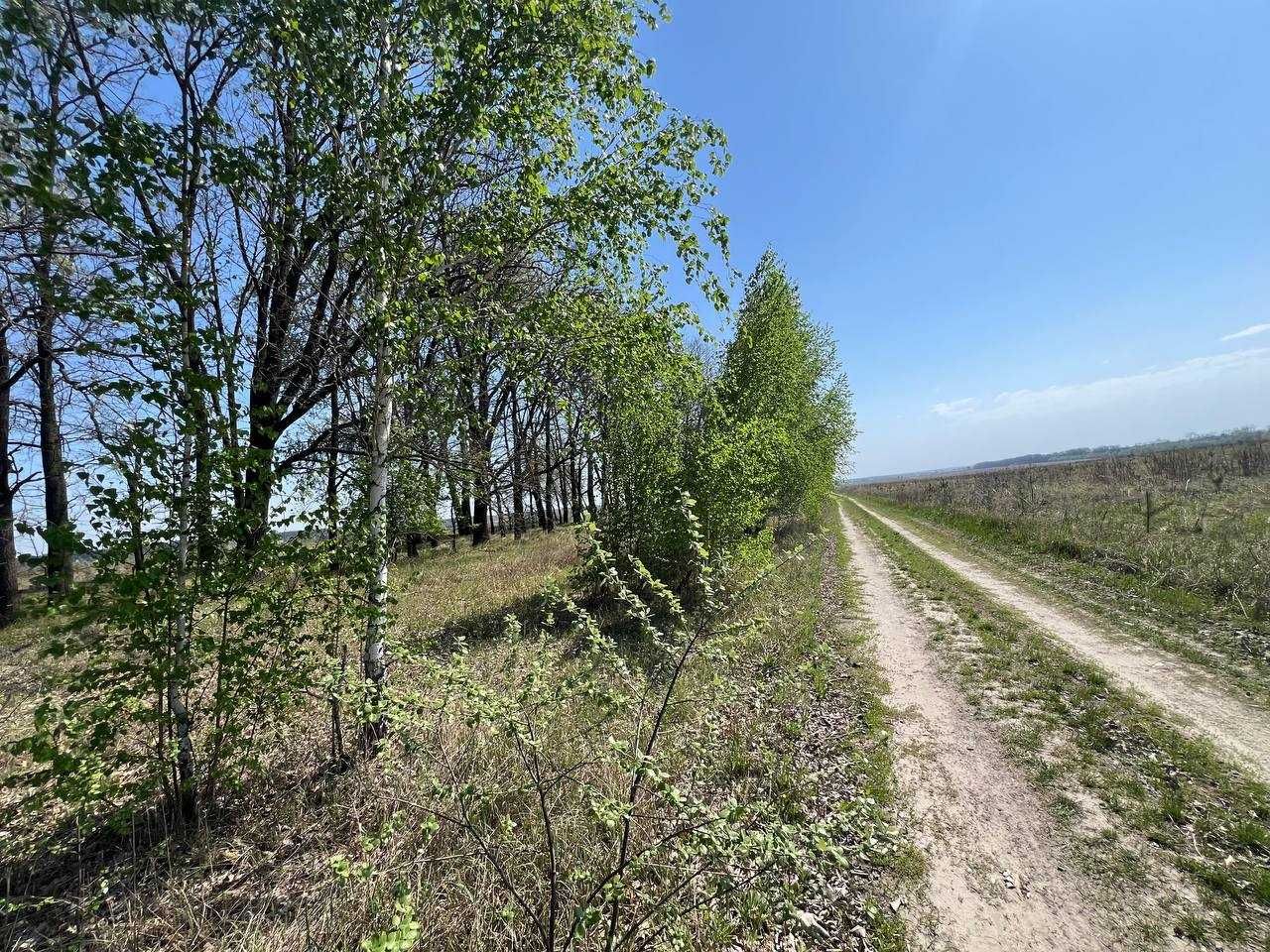 Продаж 84,59 соток призначення ОСГ