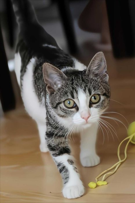 Arbuz i Śliwka - dwójka kocich serduszek szuka domku!