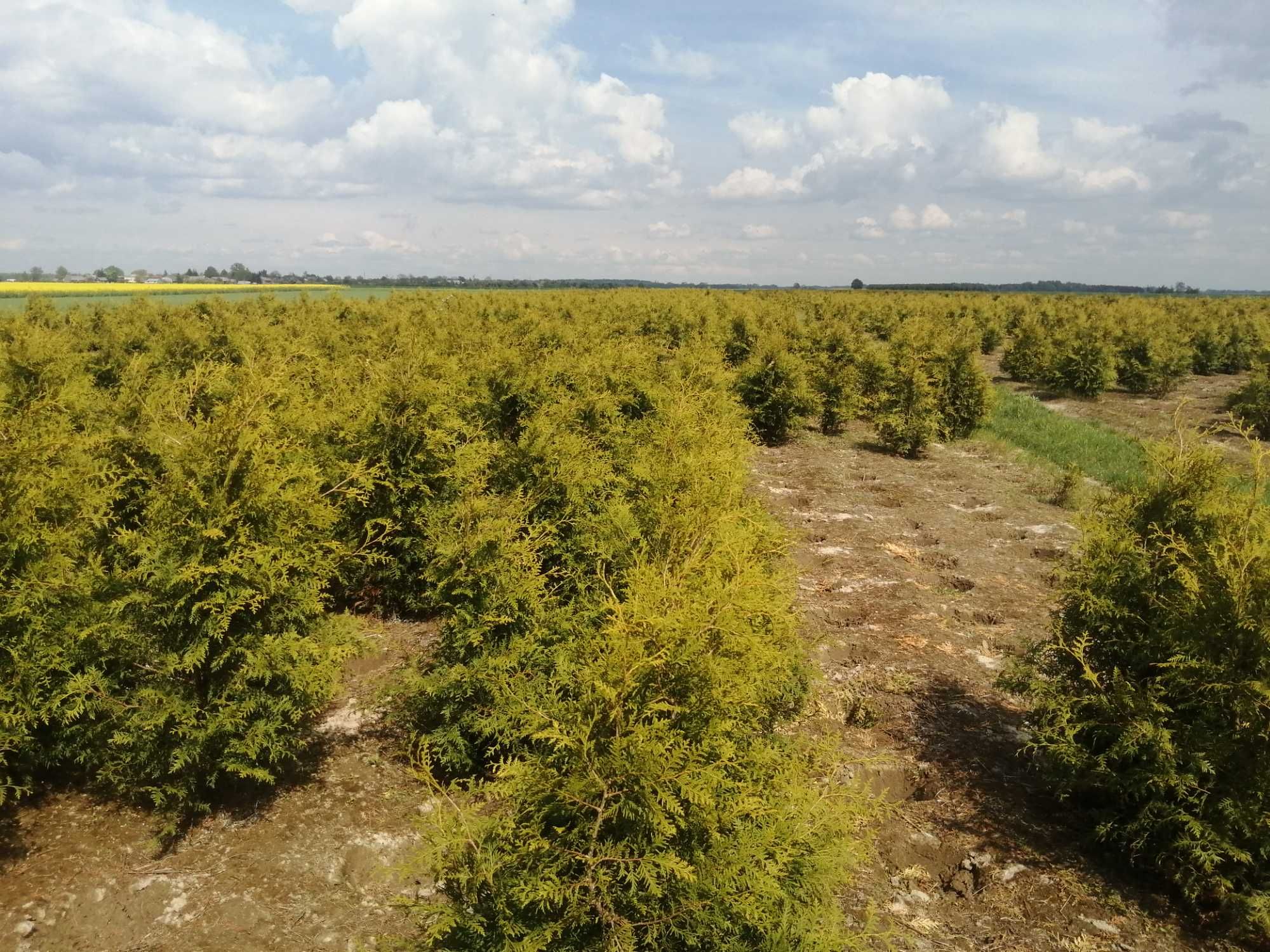 Thuja Tuja Brabant (nie smaragd) wys. 160-180cm