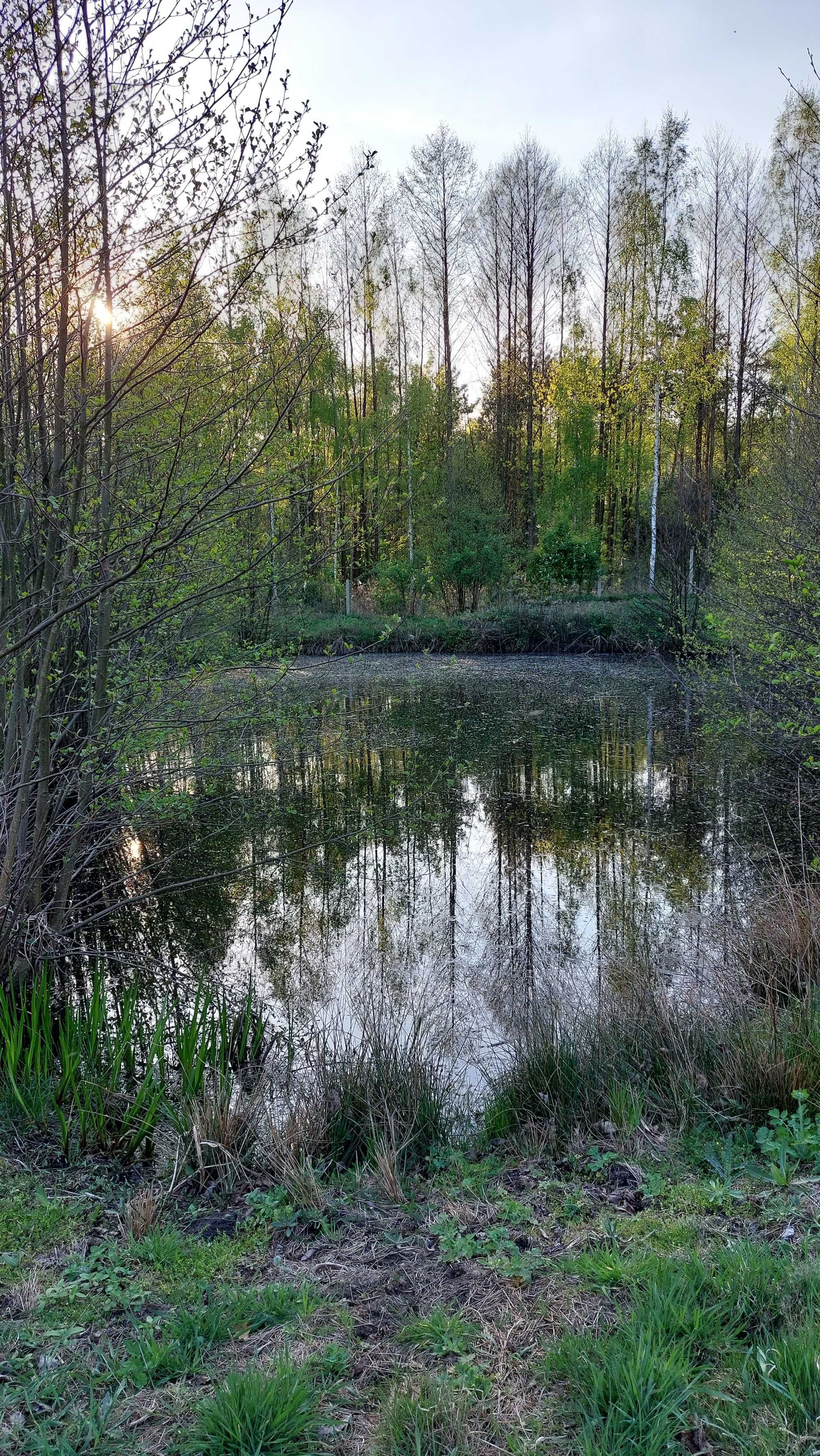 Siedlisko olenderskie w środku lasu bez sąsiadów niedaleko Warszawy
