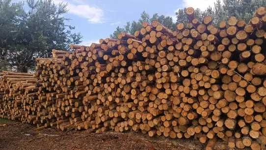 Stemple budowlane sosna nowe 3,5m. Transport Gratis