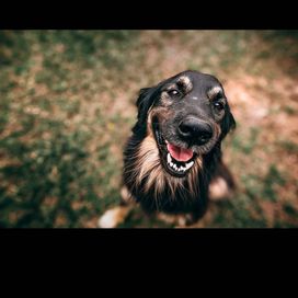 Super pieski do adopcji czekają na Ciebie