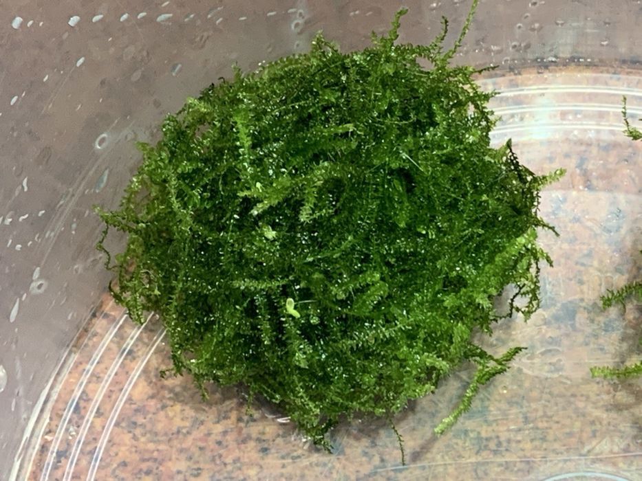 Яванський мох, акваріумний мох, акваріумні рослини