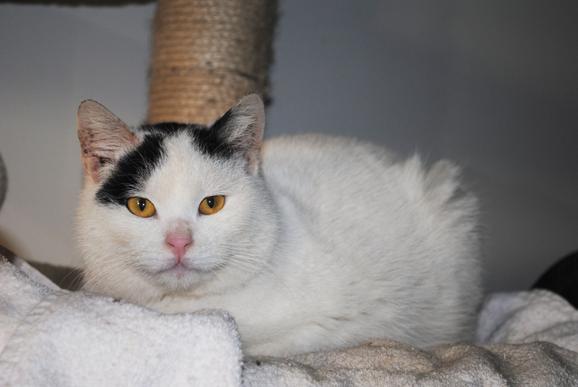Roczny kocurek z białaczką do adopcji
