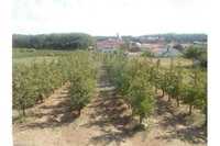 Farm house and land/ Moradia e terreno com plantação de árvores fruto