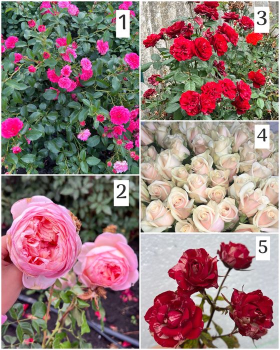 Саджанці троянд саженцы роз