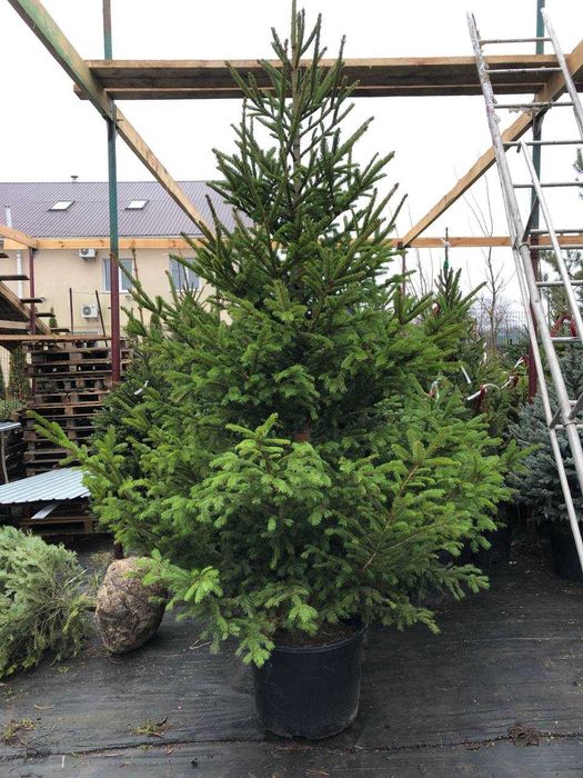 Ялина Європейська в горщику, 180-250 см. Ялинки в горщиках