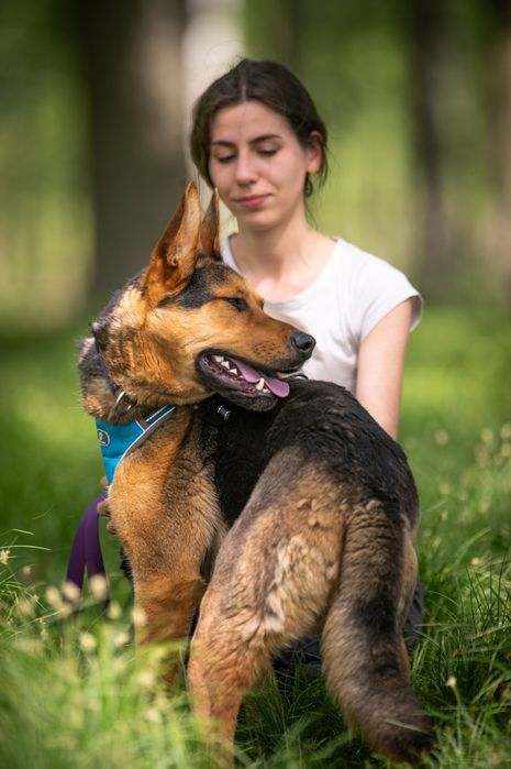 Radosny psiak w typie owczarka niemieckiego szuka swojego człowieka