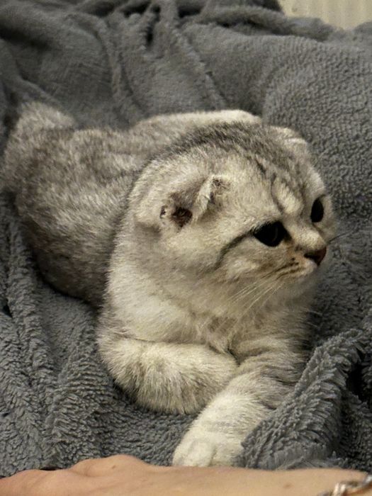 Продається шотландський котик срібна шиншила