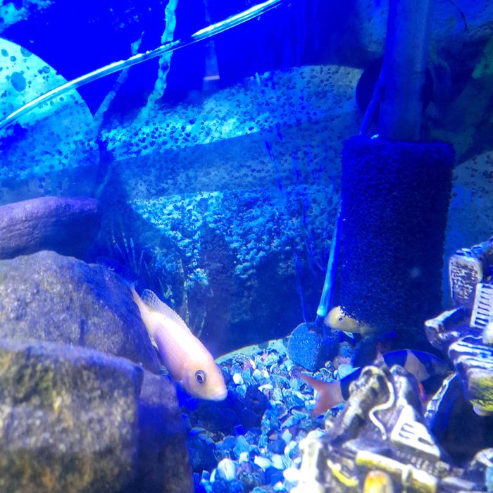 Sprzedam pyszczaki żółte