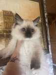 Ragdoll kocurek, cudowny charakter, badania, prawdziwy rodowod