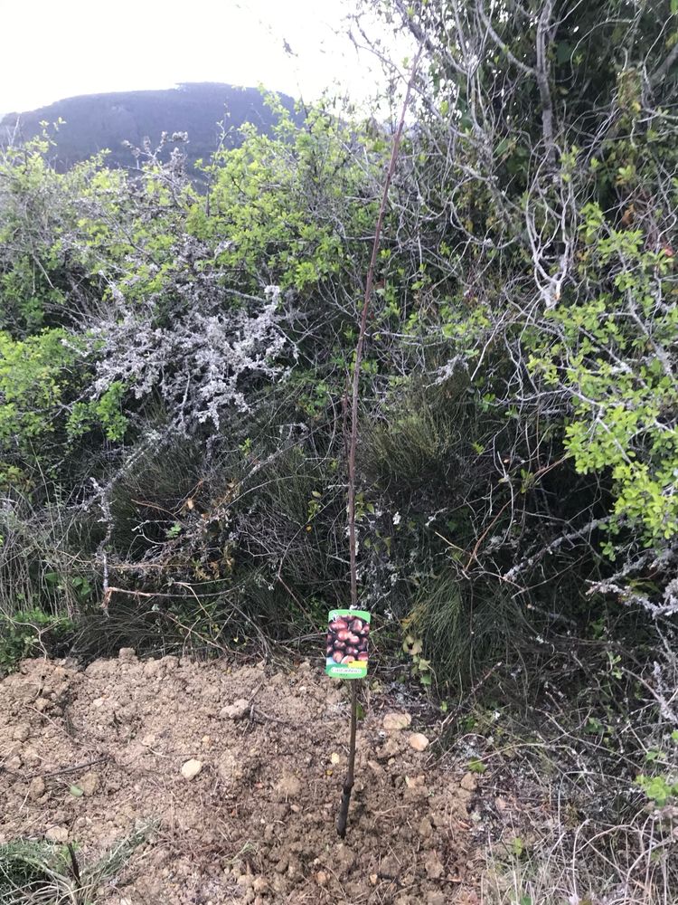 Terreno rustico em Mafra