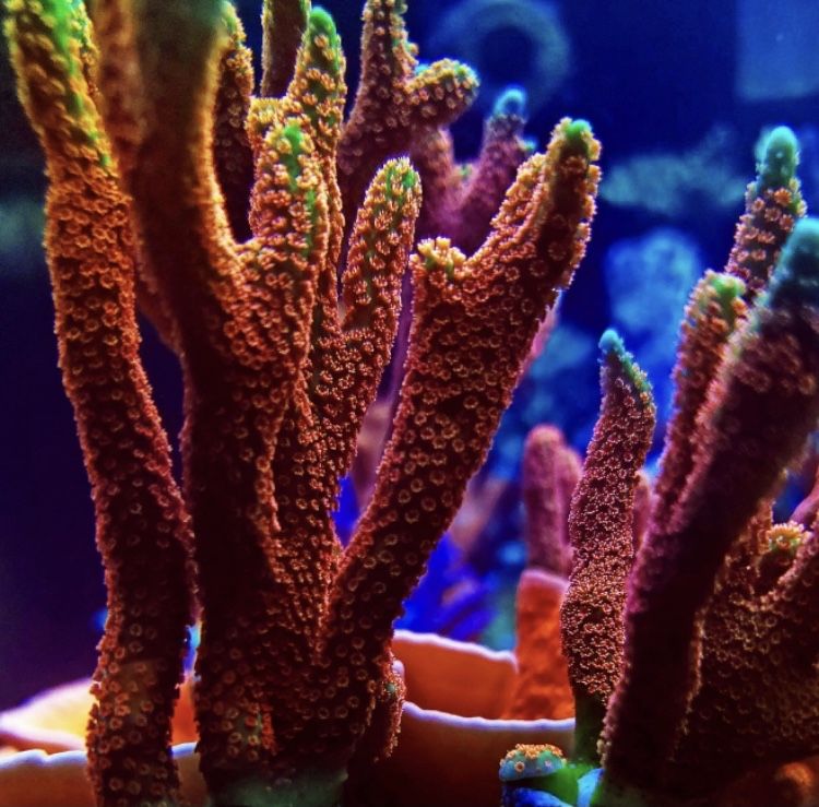 Морские кораллы марской аквариум