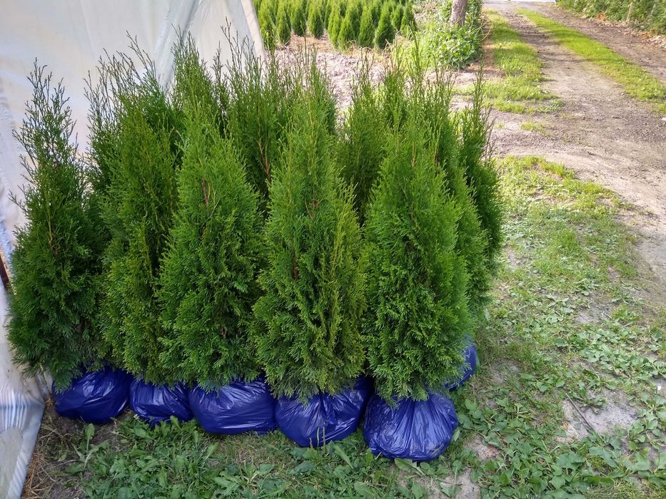 Tuja Szmaragd 140 -  150 cm