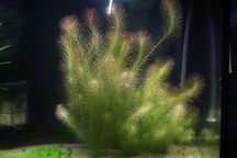 Roślina Rotala Walichi 10 gałązek