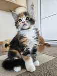 Młoda koteczka rasy maine coon,  bedzie duża