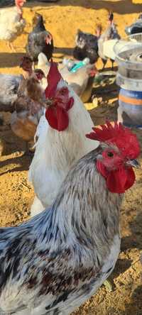 Galos Caseiros/ jersey - Olhão .