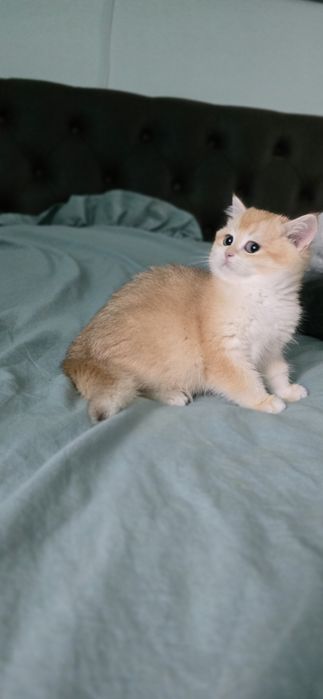 Британський хлопчик.