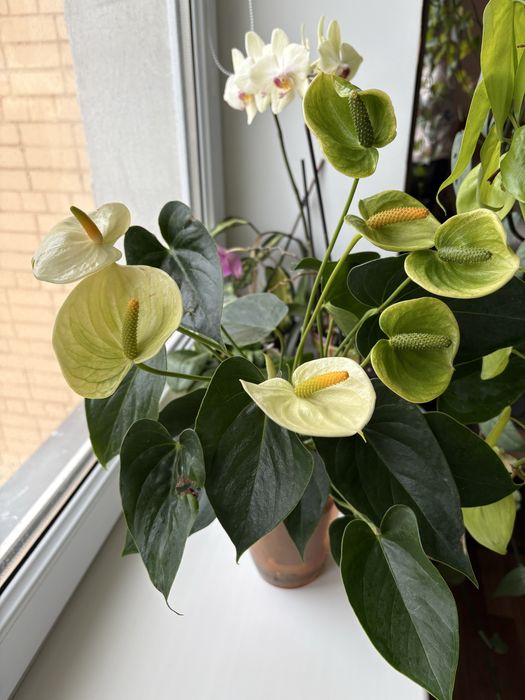 Антуріум Vanilla білого кольору