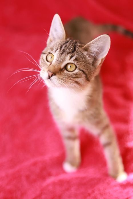 Znasz tą kicię? To Sisi! Urocza pręguska szukajaca nowego domu